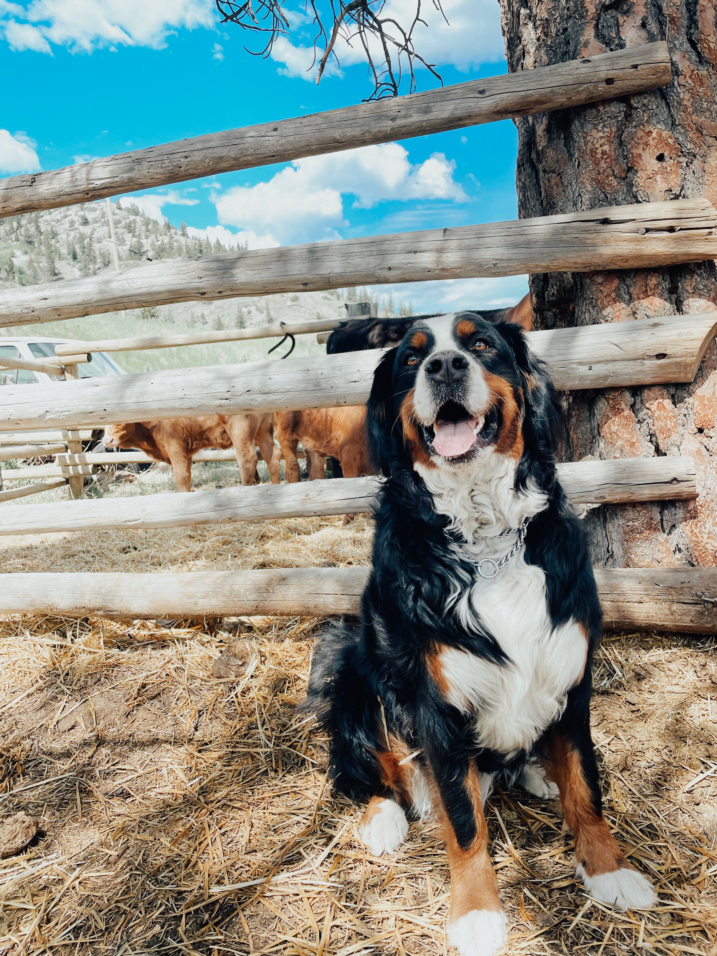 A big Bernese Mountain dog sits in front of a wood fence with cows in the background, smiling for the photo.