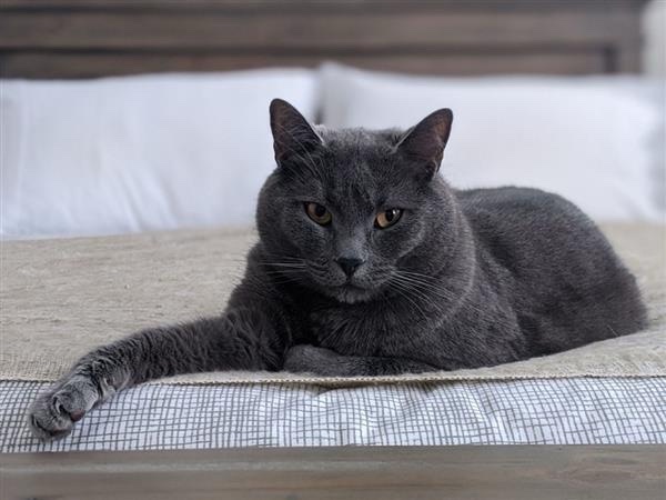 A dark grey cat with hazel eyes lies on a bed with one leg outstretched.