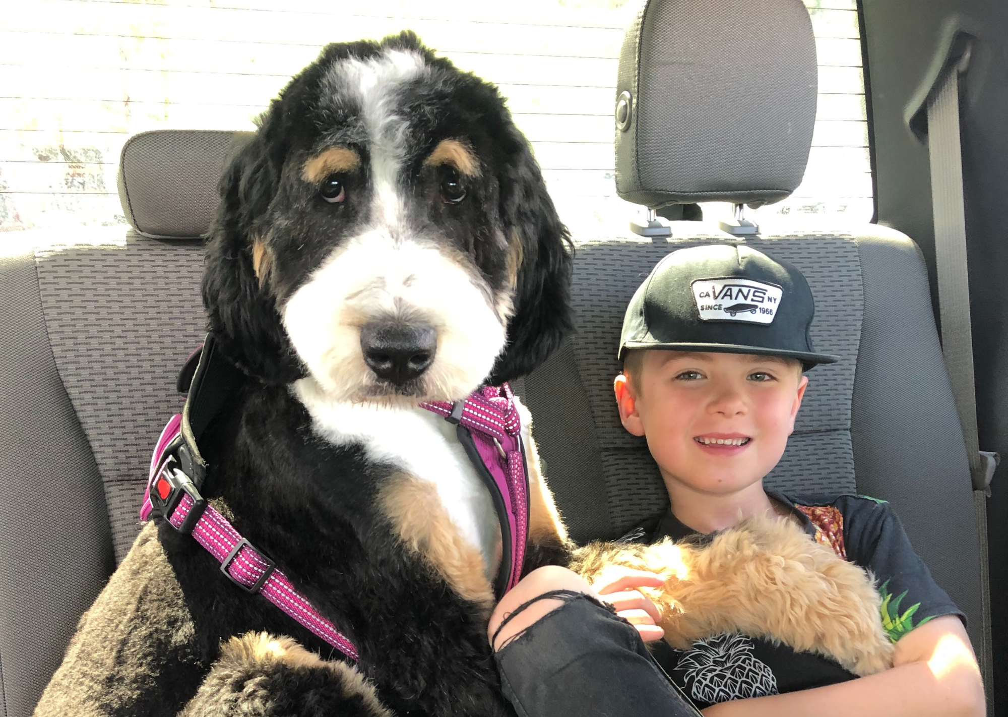 A young boy sits next to his large black dog in the backseat of a car