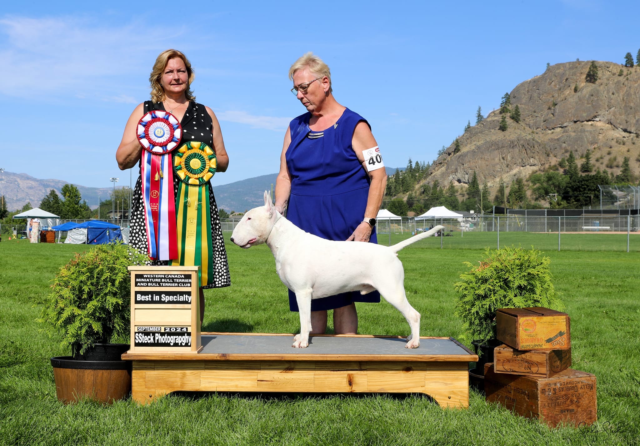 A white dog stands and receives a winning bow by a woman carrying a red, white and blue bow, and a yellow and green bow. 