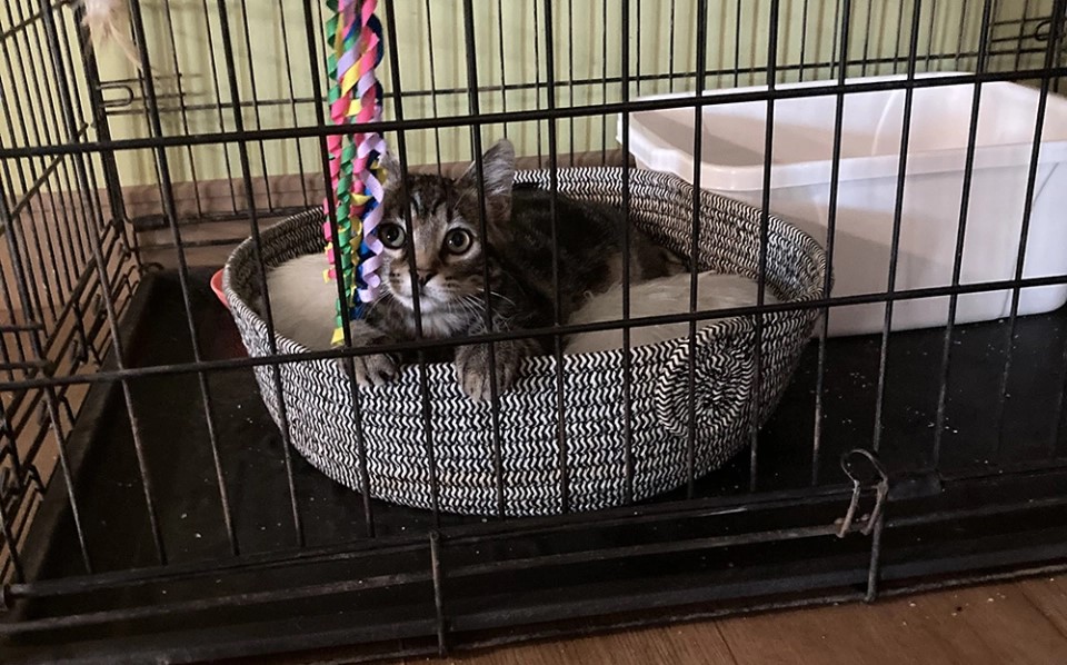 A cat peeking out from a woven basket inside a metal crate, with a colourful rope toy dangling above it.