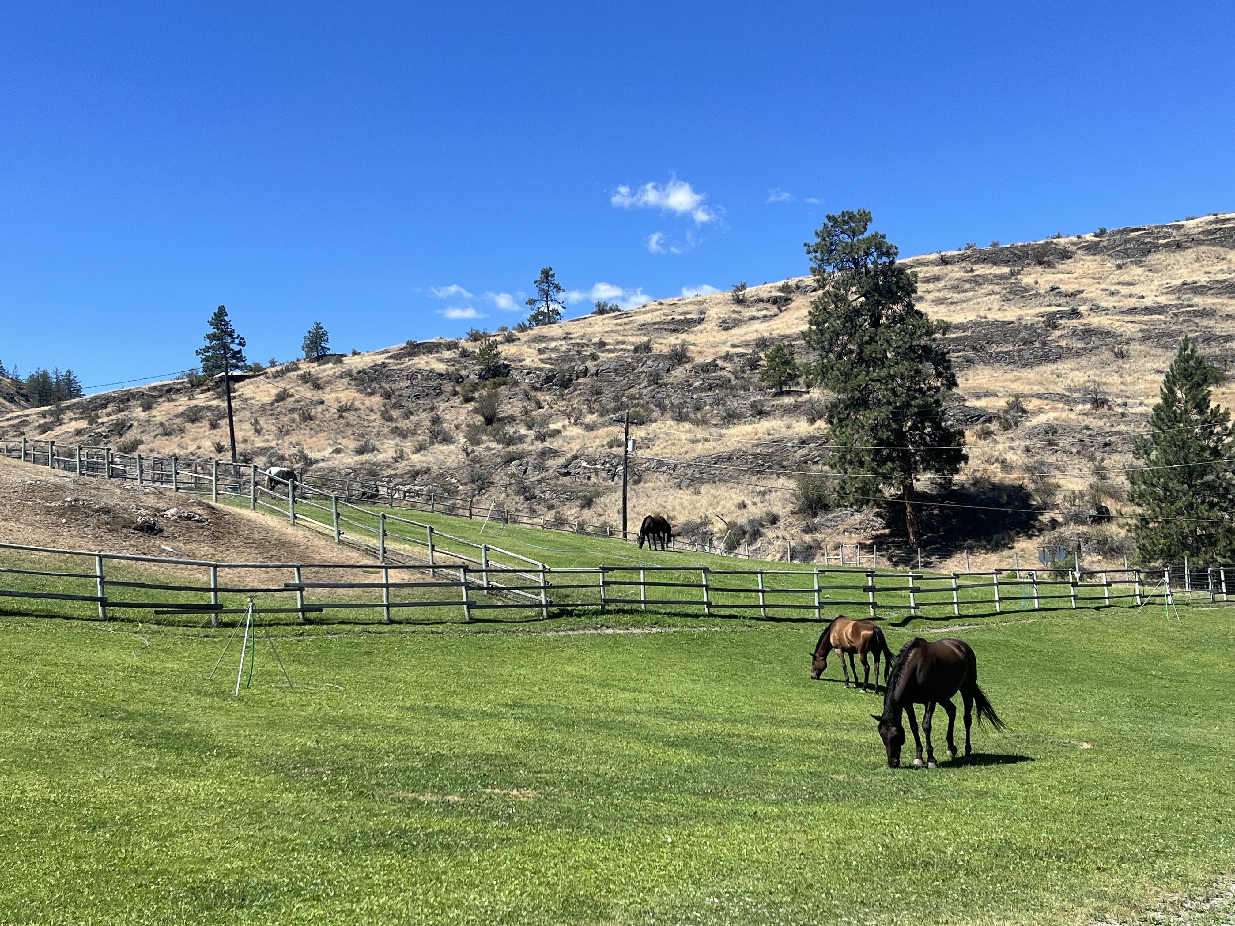 Horses grazing in a fenced green pasture with a sparsely vegetated hill and clear blue sky in the background.