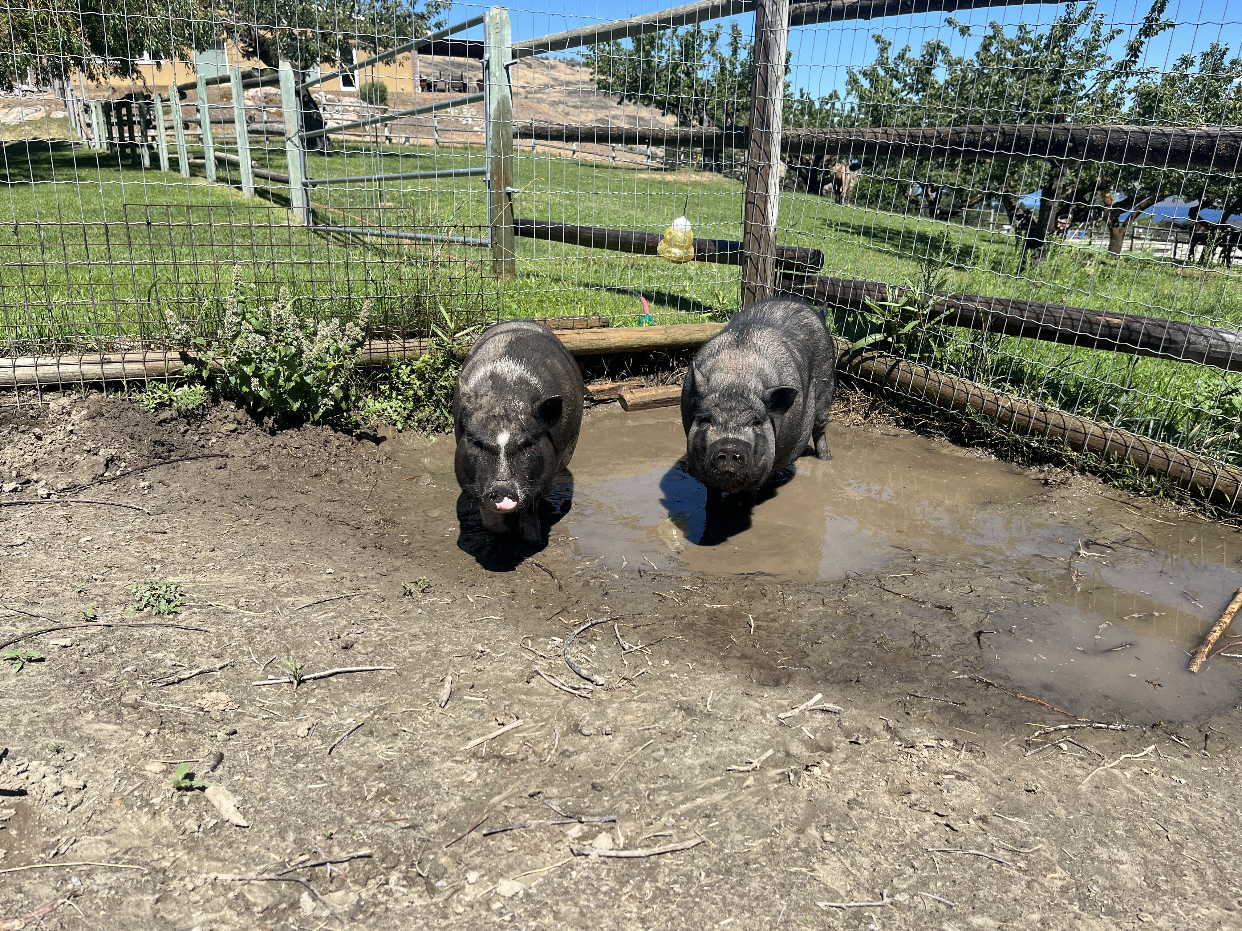 Two pigs cooling off in a small mud puddle inside a fenced enclosure on a sunny day.