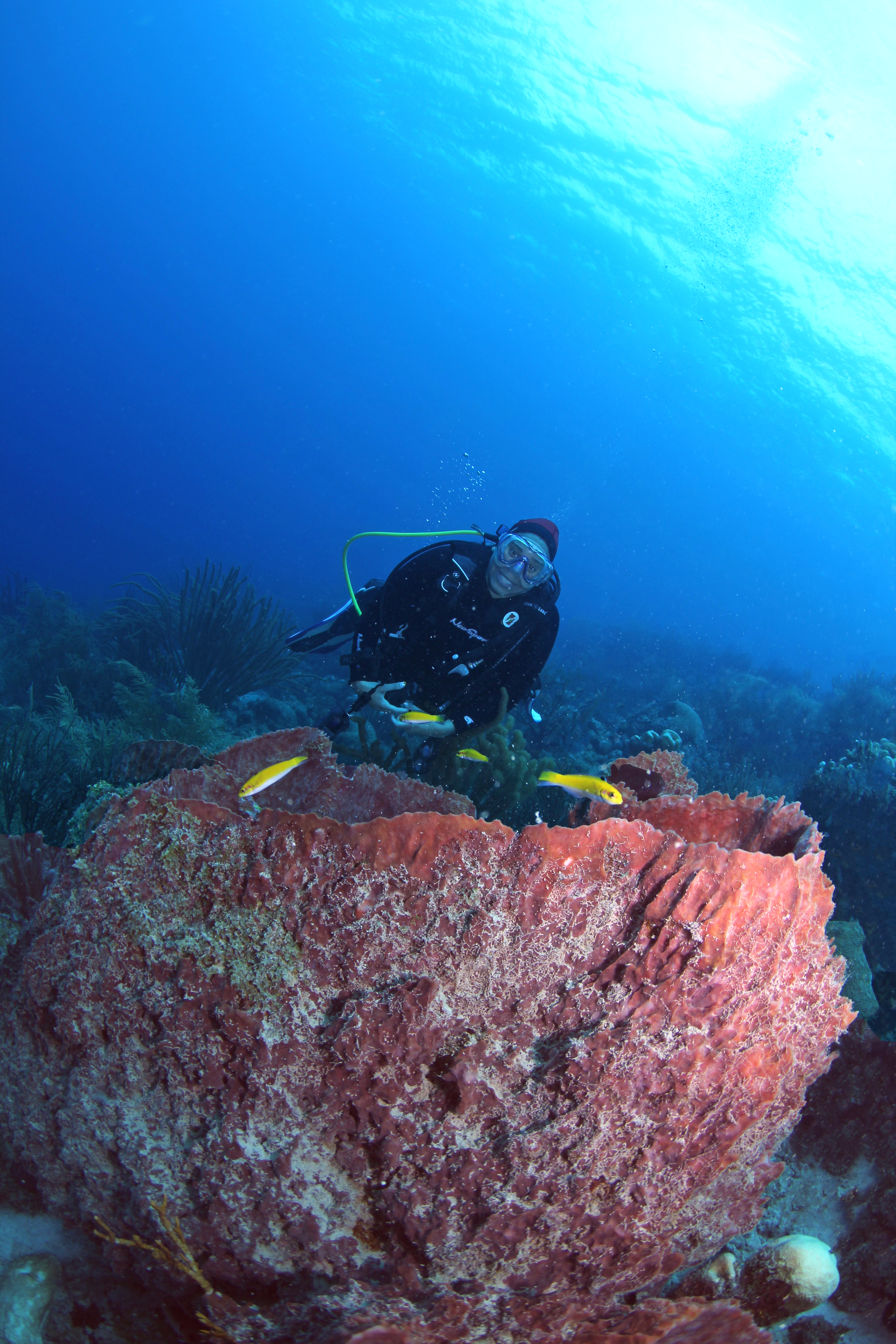 Underwater photo of a scuba diver smiling while yellow fish swim around her