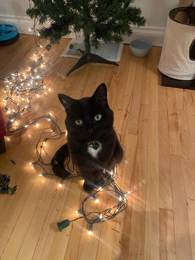 Black cat sitting on Christmas lights