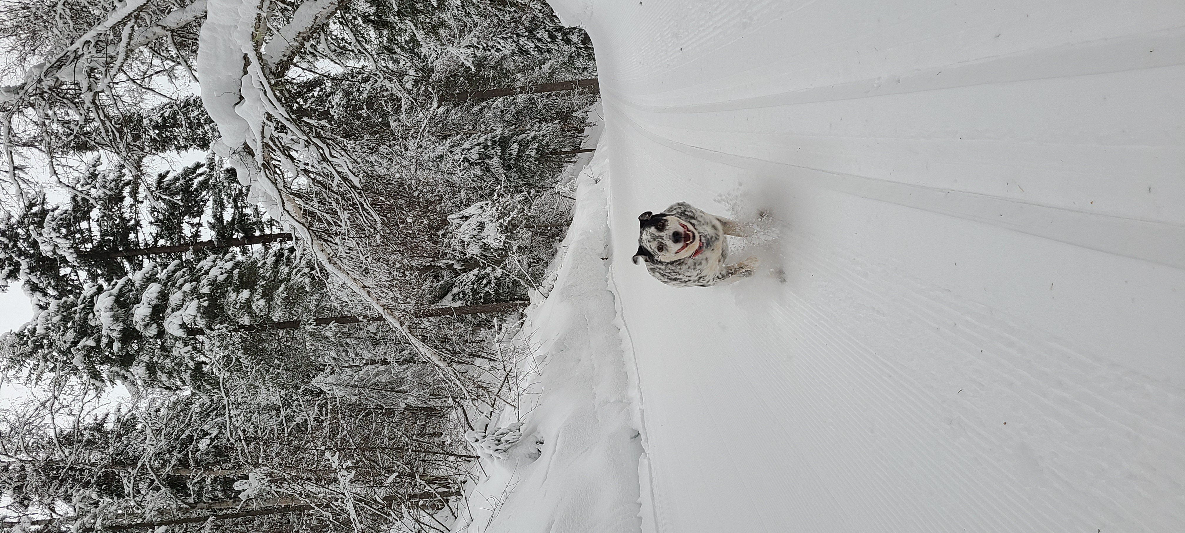 Mary Larsen's dog Rose