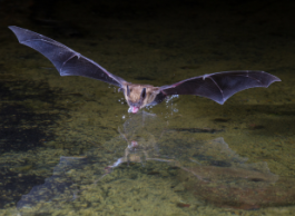 A brown bat flies down to a water source outside for a drink.