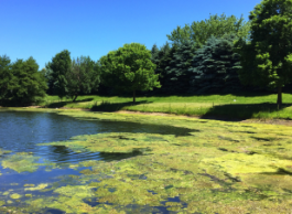 blue-green algae on a lake surrounded by trees