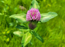 A round purple flower with delicate pink petals surrounded by five larger leaves and grass