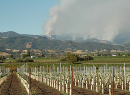 smokey skies on a vineyard